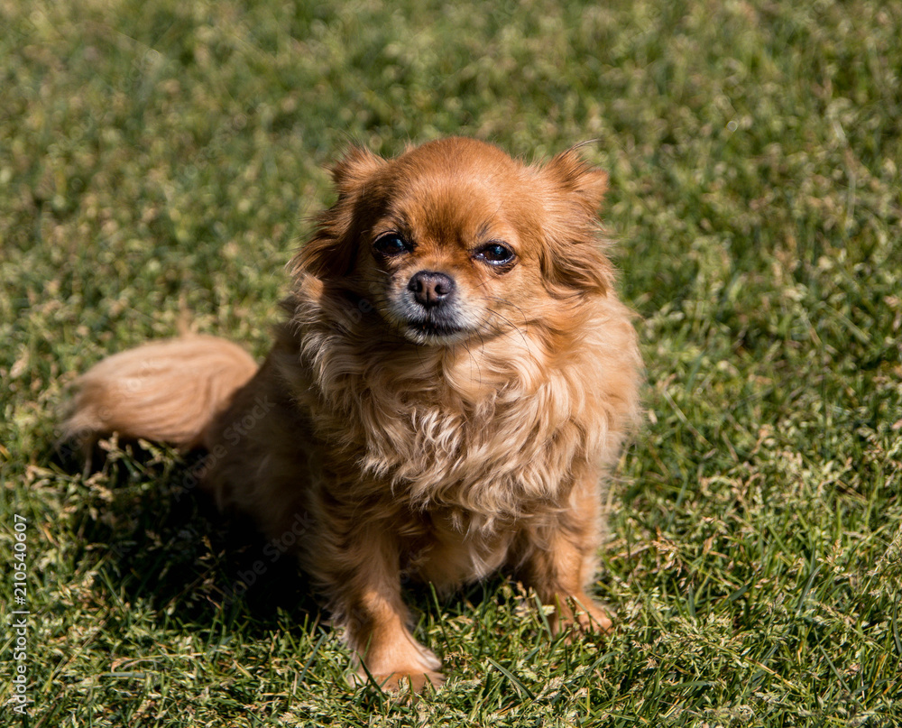 little Chihuahua posing on camera little Chihuahua posing on camera
