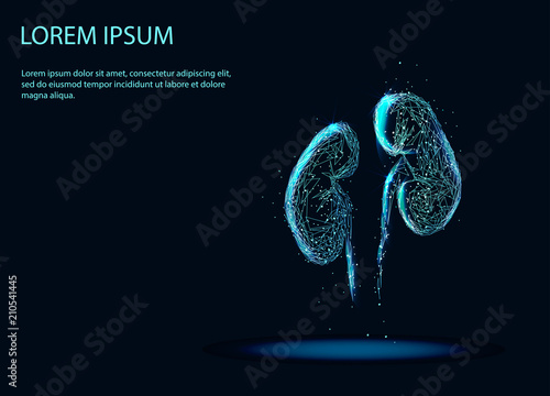 Abstract image of a Human Kidney internal organ. Abstract image of a starry sky or space, consisting of points, lines, and shapes in the form of planets, stars and the universe. Low poly vector photo