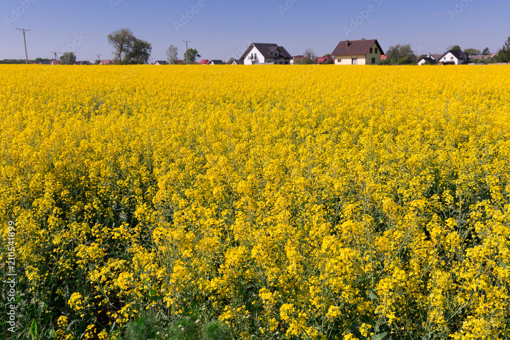 Yellow oilseed rape  field at sunny day, landscape in  Poland