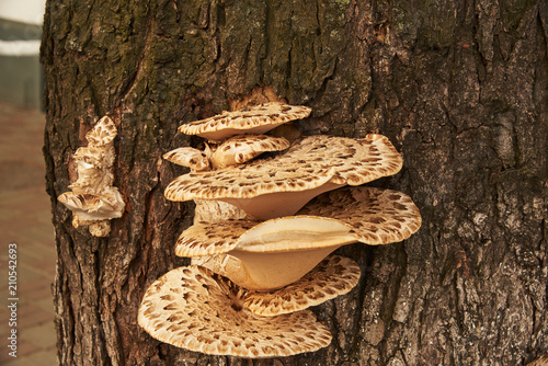 Parasites fungi (Trout flake; Latin Polýporus squamósus) grew on the trunk of a tree