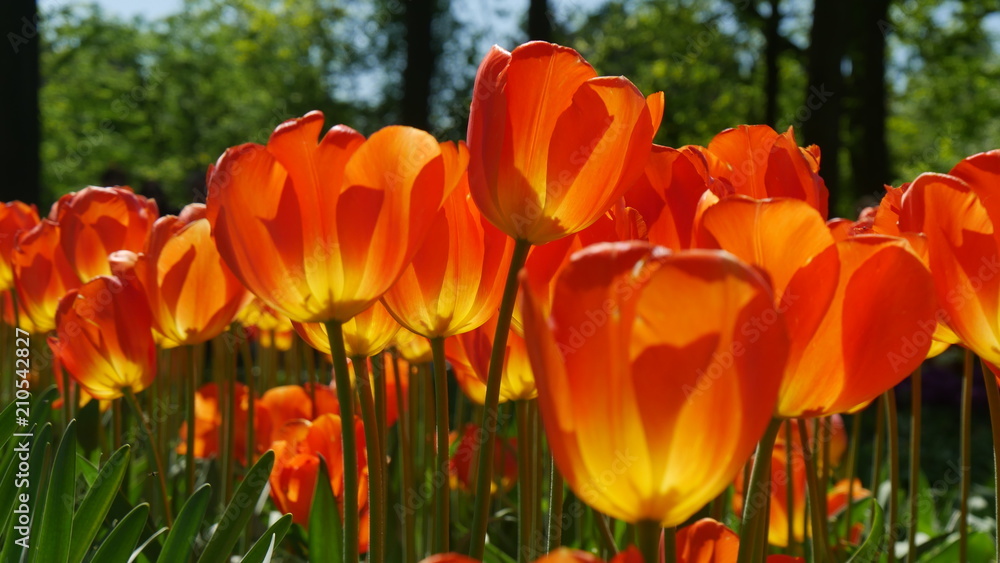 Obraz premium Tulipani Rossi