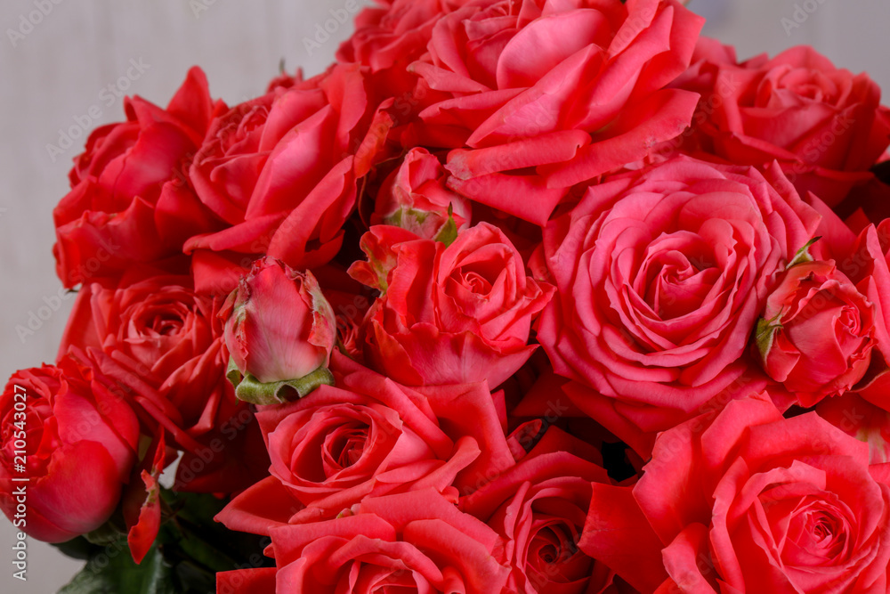 Obraz premium Red roses flowers