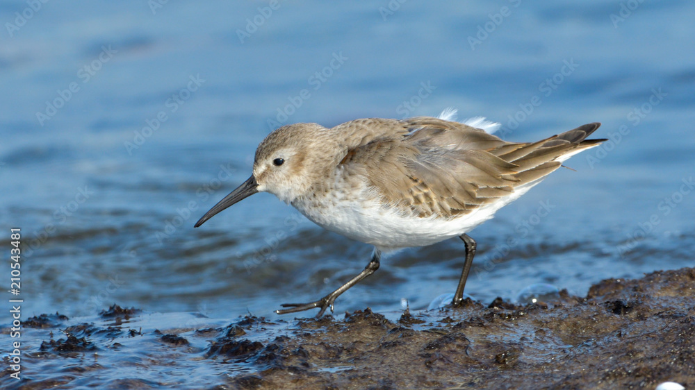 Curlew sandpiper (Calidris ferruginea) Curlew sandpiper (Calidris ferruginea)