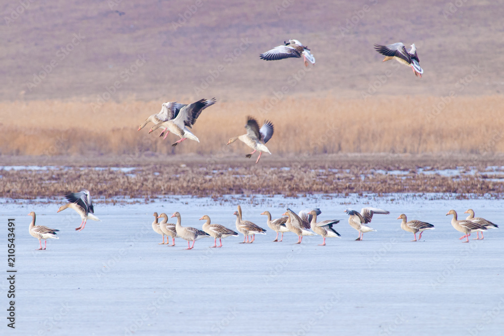 Greylag Geese in winter