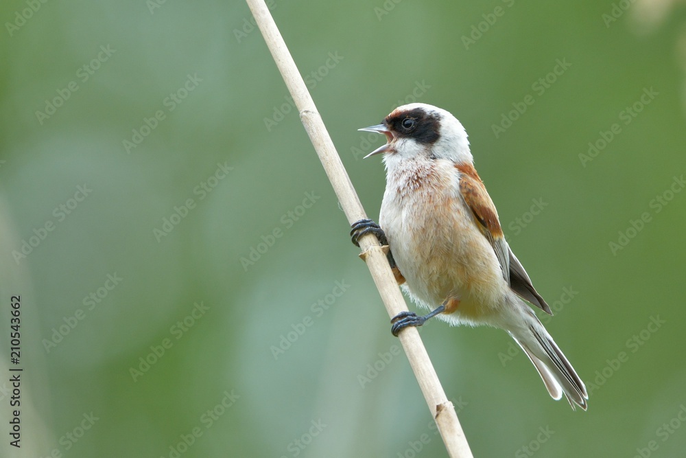 Fototapeta premium Penduline Tit on a Branch in Springtime