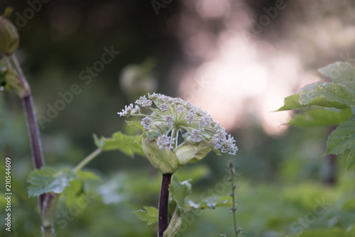 Giant Hogweed (Heracleum Mentagazzanium), aka Cow Parship photo