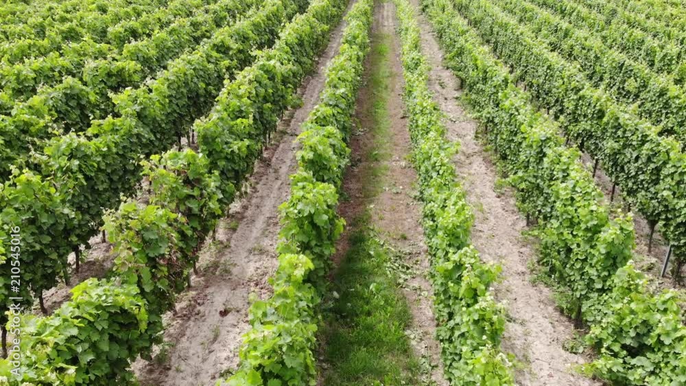 Weinreben Pfalz Weinreben Pfalz