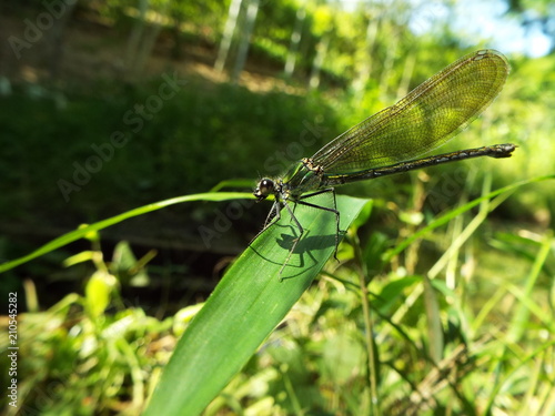 カワトンボ dragonfly