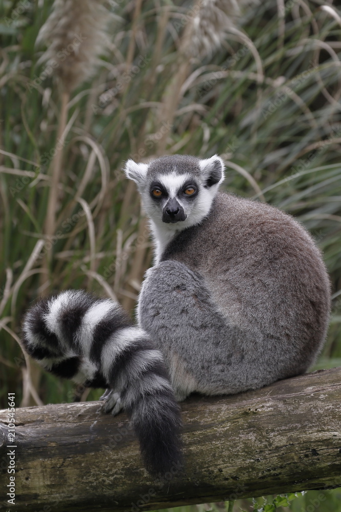 ring tailed lemur ring tailed lemur