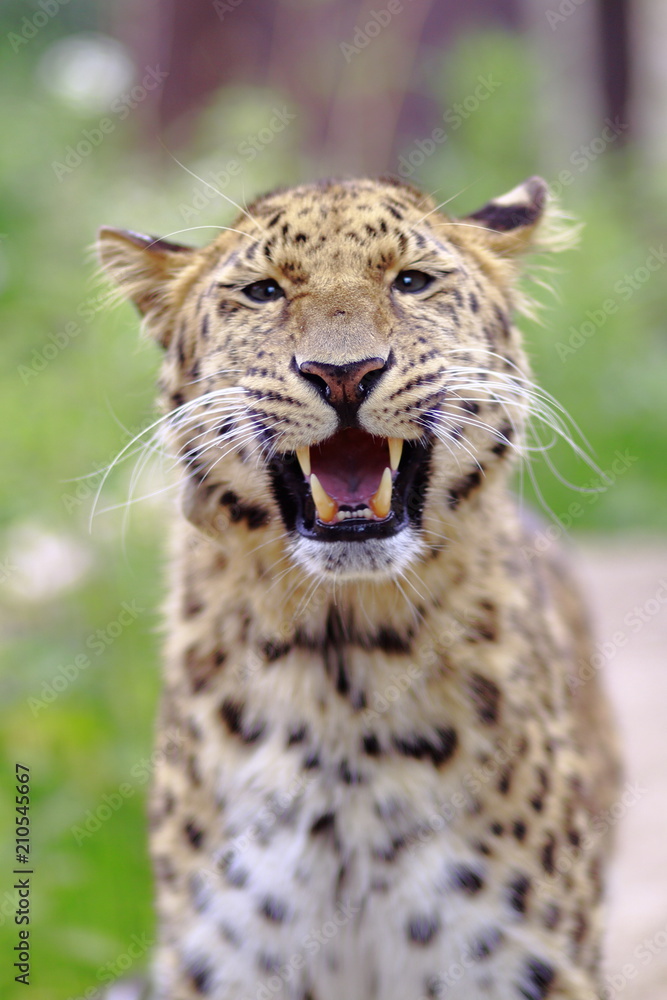 Obraz premium amur leopard