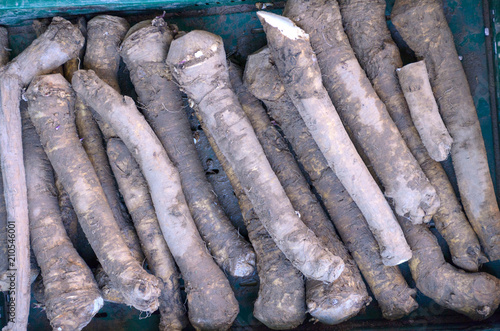 Salsify for selling on the market