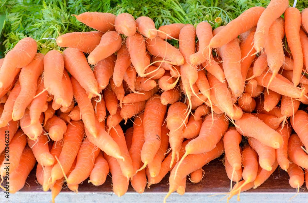 Stacked bunched of fresh raw carrots Stacked bunched of fresh raw carrots