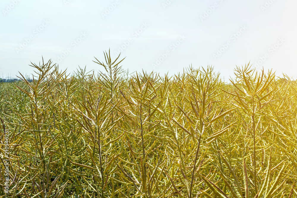 Obraz premium ripening harvest of high-yielding rape against a clear sunny sky