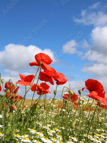 Fototapeta Naklejka Na Ścianę i Meble -  Mohnblumen