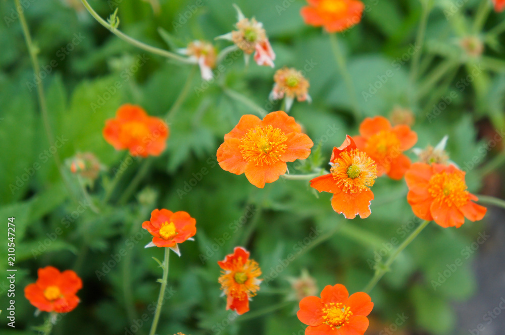Geum coccineum borisii or dwarf orange avens red flower with green background Geum coccineum borisii or dwarf orange avens red flower with green background