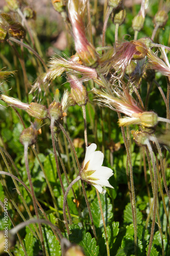 Dryas octopetala or white dryas or white dryad or eightpetal mountain-avens photo