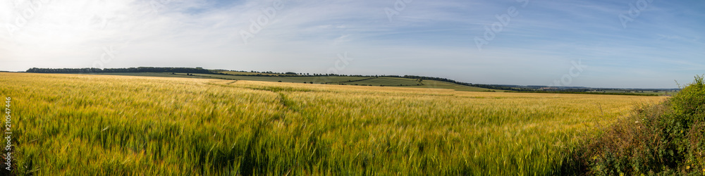 Fototapeta premium Rural Field Panorama