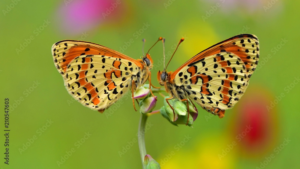 Obraz premium Melitaea didyma 20