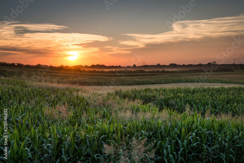 sunset over misty cornfield