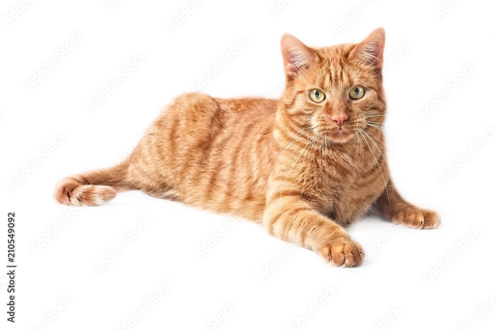 Cute ginger cat lying on the floor - isolated on white background.
