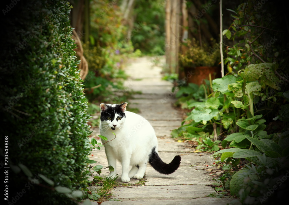 Cat portrait in the garden scene. Cat portrait in the garden scene.