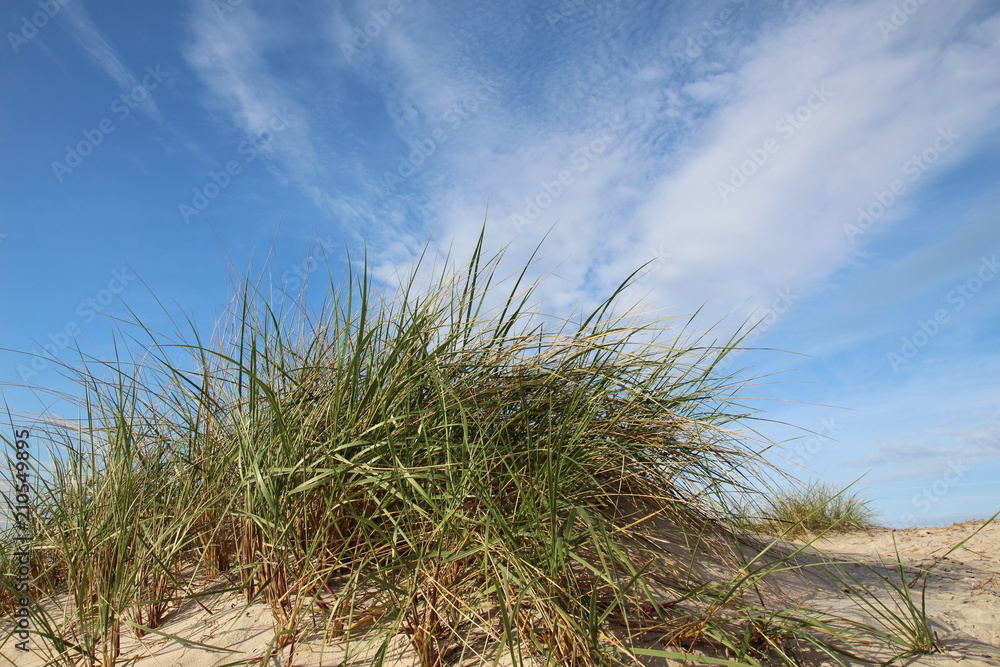 Fototapeta premium Dünen