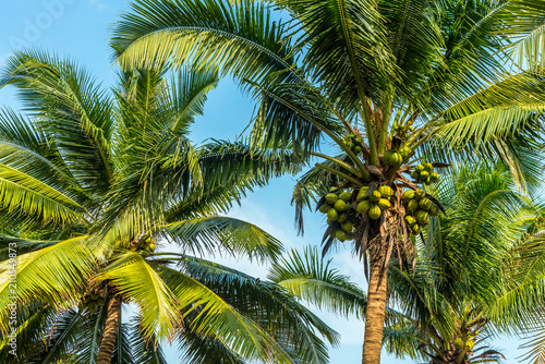 Beautiful Sweet coconut palm trees farm against blue sky in Tropical island Thailand. fresh coconut on trees © Theerawat