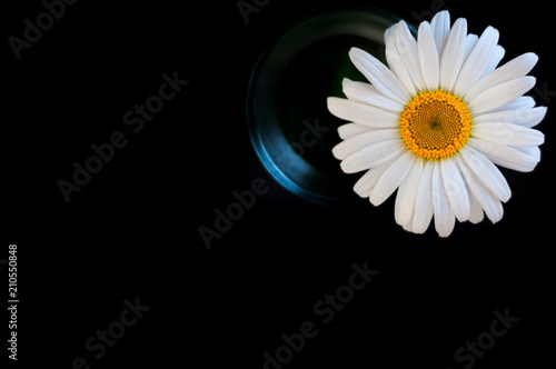 chamomile flower in a glass on a black background. In the lower right corner. View from above.