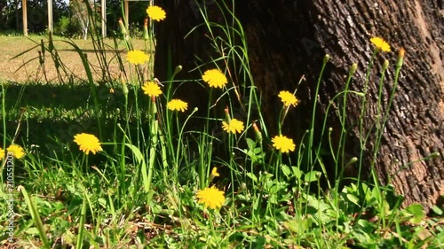 yellow flowers in the garden