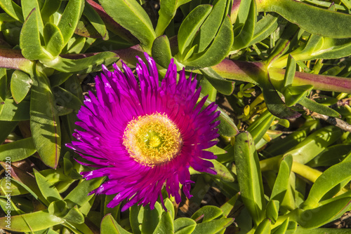 Pink hotentots fig flower - close up (in latin carpdorotus edulis), Sardinia, Italy photo