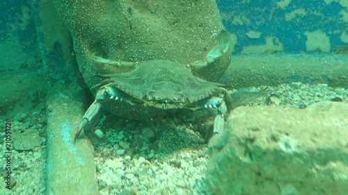 Atlantic blue crab (Callinectes sapidus) at Corfu island (Greece)
