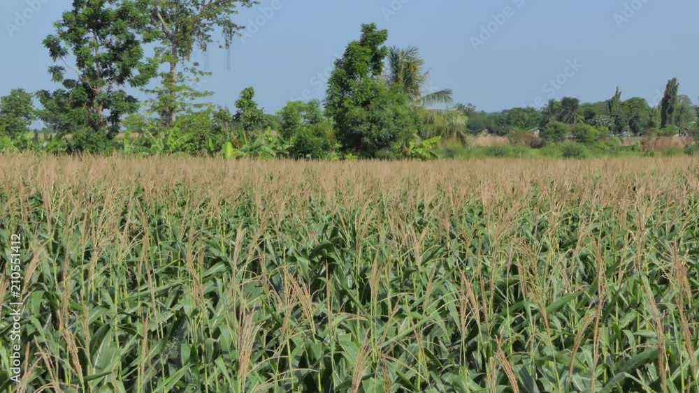 Corn field is yielding for next harvest, Dolly shot and 4K. Corn field is yielding for next harvest, Dolly shot and 4K.