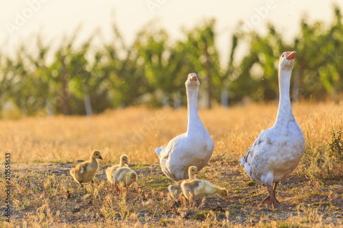 family of geese on the edge of a vineyard at sunset photo