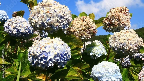 purple flowers in the garden
