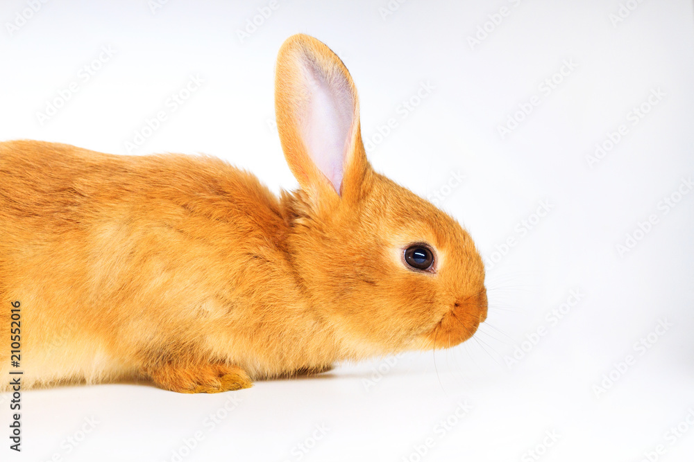 red pretty white rabbit on a white background red pretty white rabbit on a white background