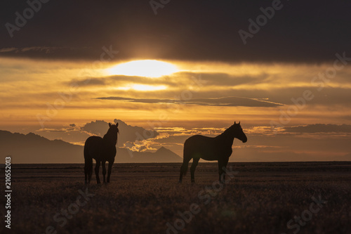 Wild Horses at Sunset in the Desert