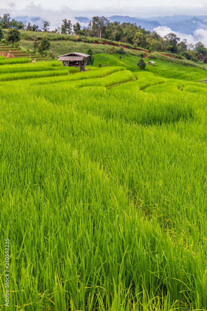 Obraz premium Green Terraced Rice Field in Pa Pong Pieng , Mae Chaem, Chiang Mai Province, Thailand