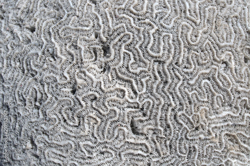 brain coral 
