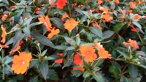 flowers in the field