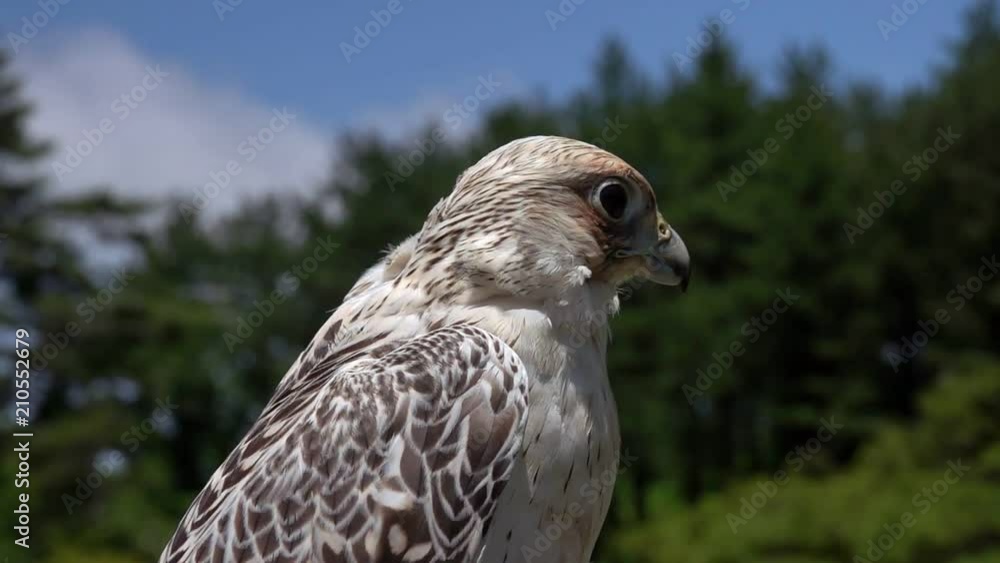 Portrait of Laggar Falcon Bird (Falco jugger) Portrait of Laggar Falcon Bird (Falco jugger)