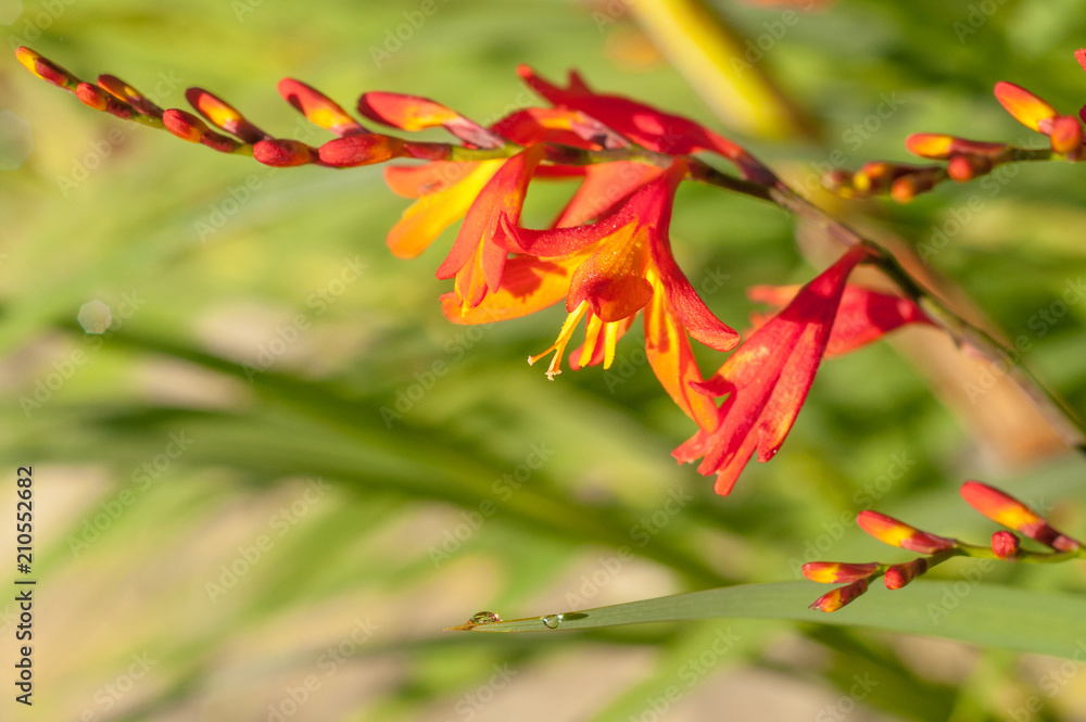 red flowers red flowers