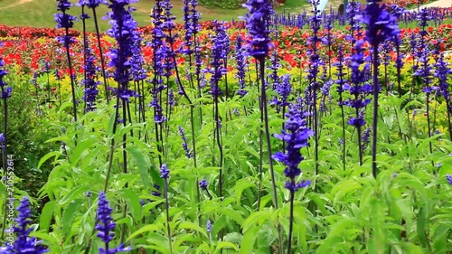 purple flowers in the garden