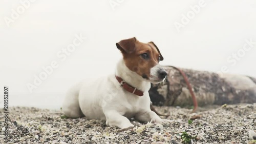 Slow motion dog breed Jack Russell lies on the sand by the sea against a background of blue clouds and looks at the owner