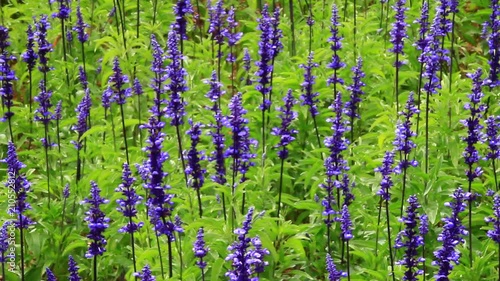 purple flowers in the garden