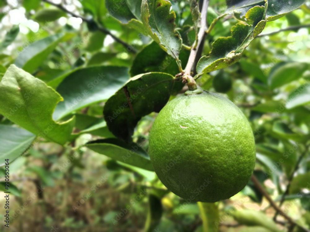 Orange orchard inThailand