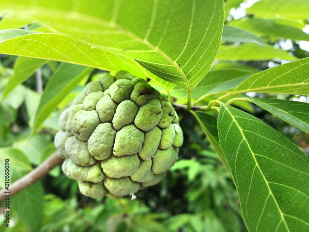 Fresh custard apple growing on tree Fresh custard apple growing on tree