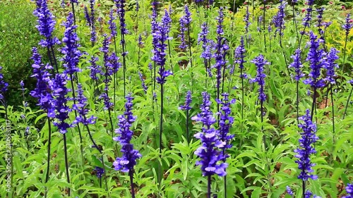 flowers in the field