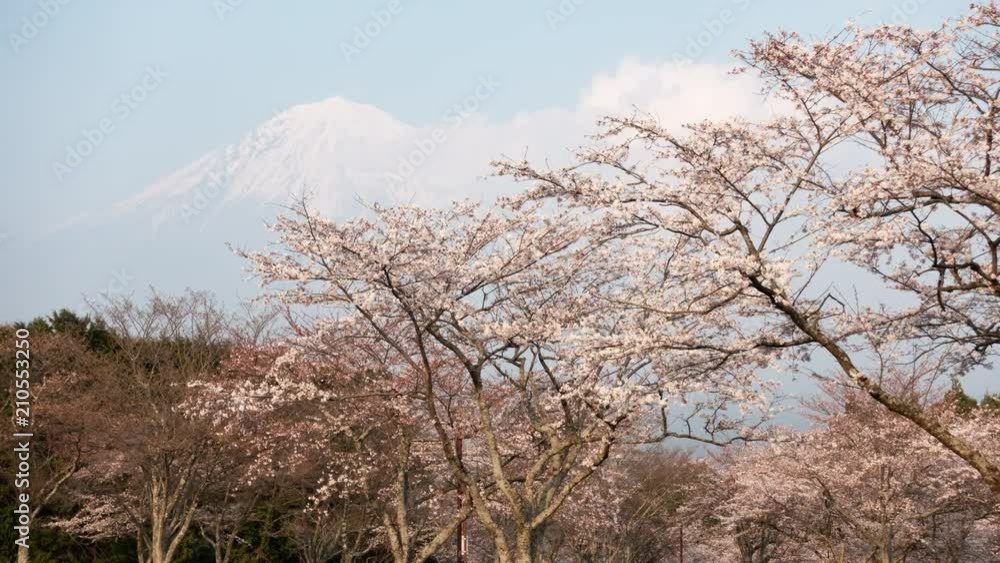 Mt. Fuji over Cherry Blossoms (zoom in) Mt. Fuji over Cherry Blossoms (zoom in)