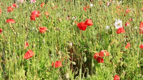 flowers in the field