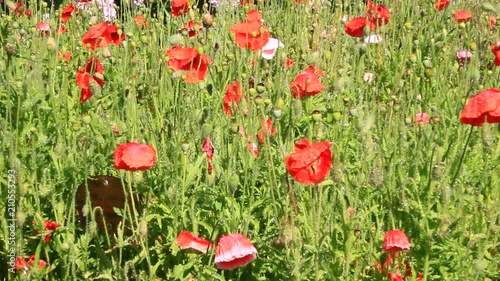flowers in the field